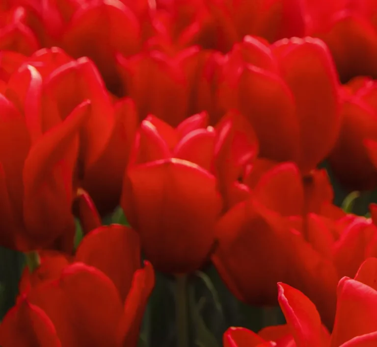 Tło obrazu czerwone tulipany